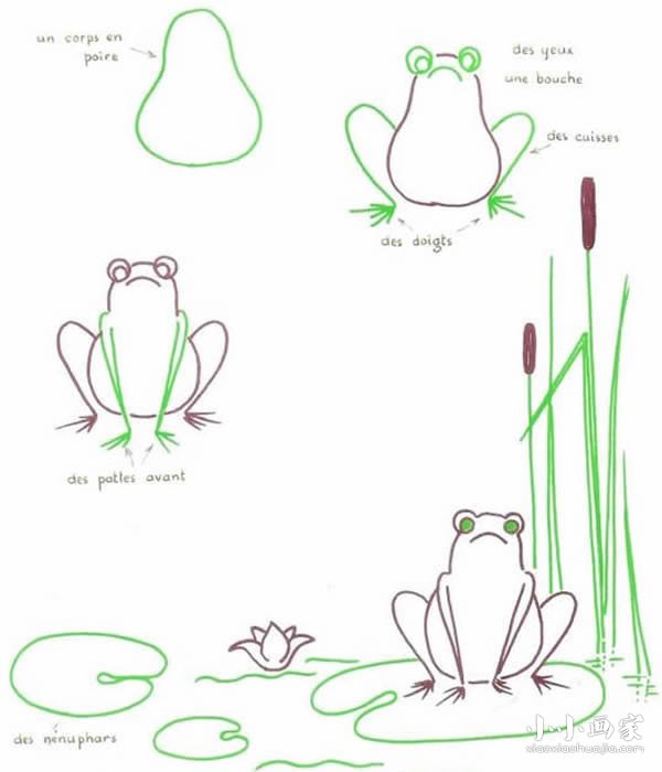 荷塘里的青蛙简笔画画法图片步骤- www.chuantongba.top