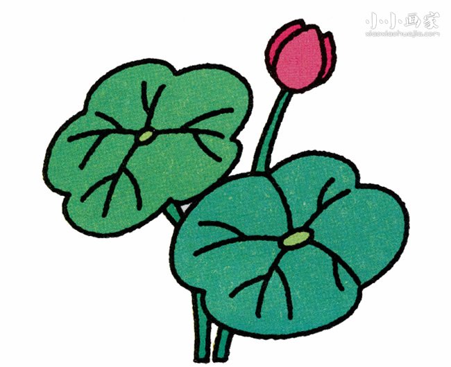 美丽荷花简笔画画法图片步骤- www.chuantongba.top