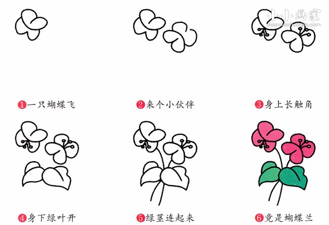蝴蝶兰简笔画画法图片步骤- www.chuantongba.top