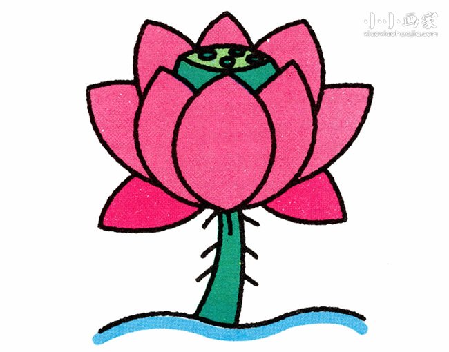 彩色荷花简笔画画法图片步骤- www.chuantongba.top