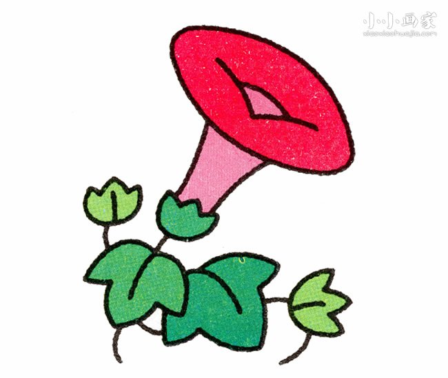 彩色牵牛花简笔画画法图片步骤- www.chuantongba.top