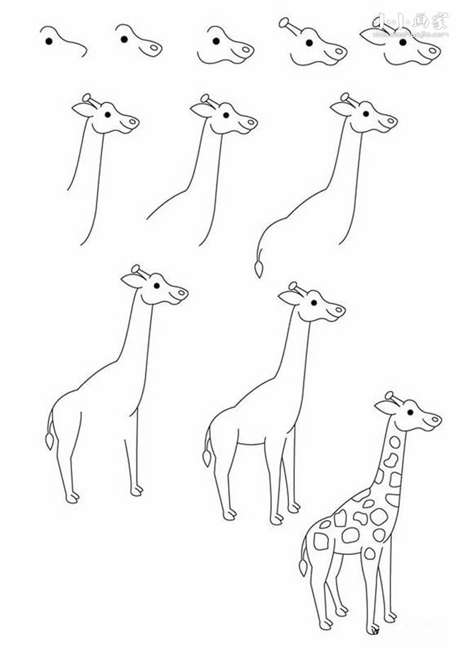 站立的长颈鹿简笔画画法图片步骤- www.chuantongba.top