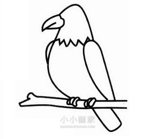 树枝上的老鹰简笔画画法图片步骤- www.chuantongba.top