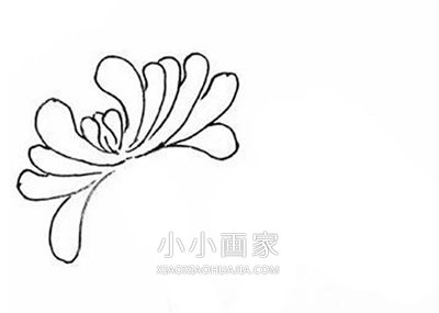 黑白菊花简笔画画法图片步骤- www.chuantongba.top