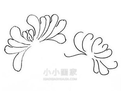 黑白菊花简笔画画法图片步骤- www.chuantongba.top