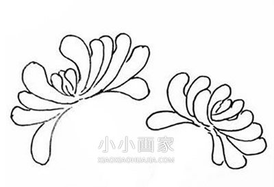黑白菊花简笔画画法图片步骤- www.chuantongba.top