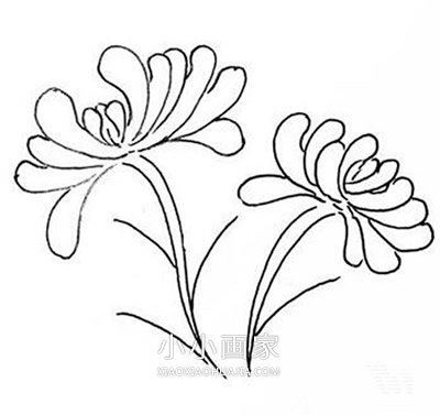 黑白菊花简笔画画法图片步骤- www.chuantongba.top