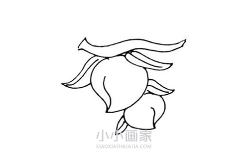 树上的桃子简笔画画法图片步骤- www.chuantongba.top