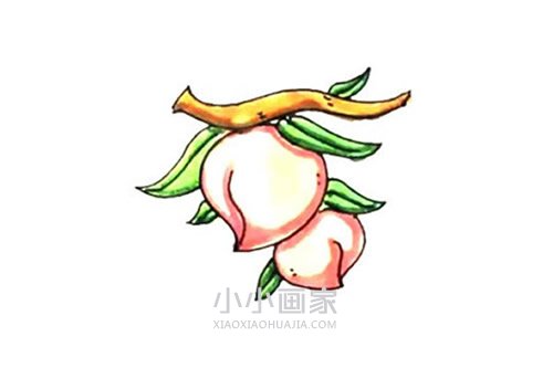 树上的桃子简笔画画法图片步骤- www.chuantongba.top