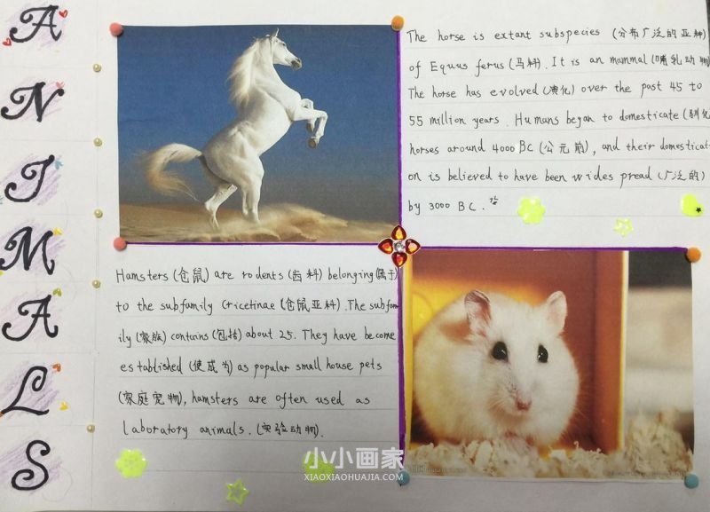 有趣的动物英语手抄报图片- www.chuantongba.top